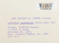 Atrichum angustatum image