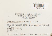 Atrichum angustatum image