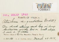 Atrichum angustatum image