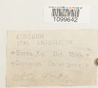 Atrichum angustatum image