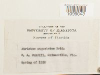 Atrichum angustatum image