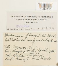 Atrichum angustatum image