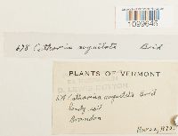 Atrichum angustatum image