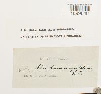 Atrichum angustatum image