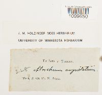 Atrichum angustatum image