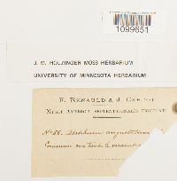 Atrichum angustatum image