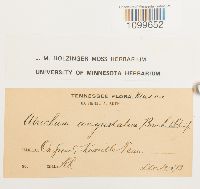 Atrichum angustatum image