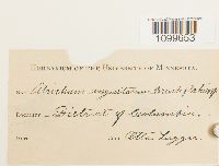 Atrichum angustatum image