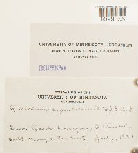 Atrichum angustatum image