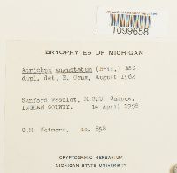 Atrichum angustatum image