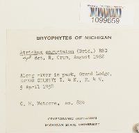 Atrichum angustatum image