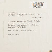 Atrichum angustatum image