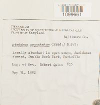 Atrichum angustatum image