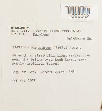 Atrichum angustatum image