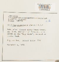 Atrichum angustatum image