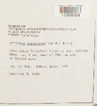 Atrichum angustatum image