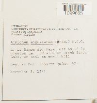 Atrichum angustatum image