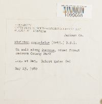 Atrichum angustatum image