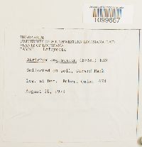 Atrichum angustatum image