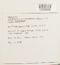 Atrichum angustatum image