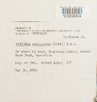 Atrichum angustatum image