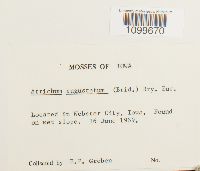 Atrichum angustatum image