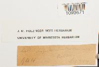 Atrichum angustatum image