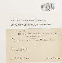 Atrichum angustatum image