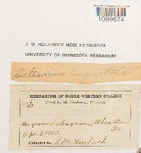 Atrichum angustatum image