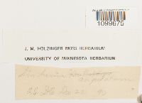 Atrichum angustatum image