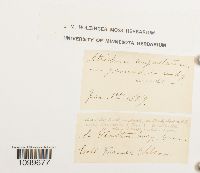 Atrichum angustatum image