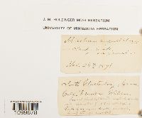 Atrichum angustatum image