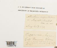 Atrichum angustatum image