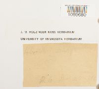 Atrichum angustatum image