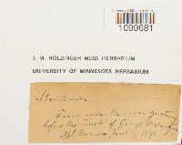 Atrichum angustatum image