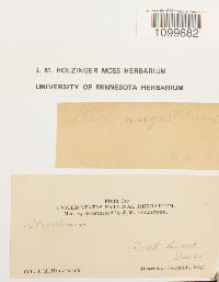 Atrichum angustatum image