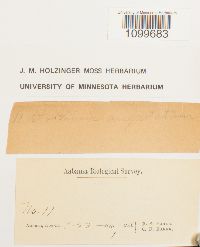 Atrichum angustatum image