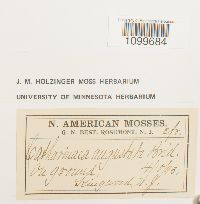 Atrichum angustatum image