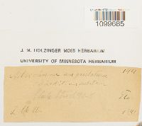 Atrichum angustatum image