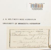 Atrichum angustatum image