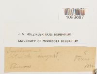 Atrichum angustatum image