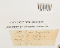 Atrichum angustatum image