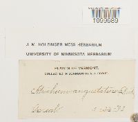 Atrichum angustatum image