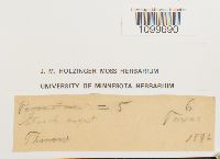 Atrichum angustatum image