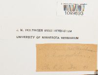 Atrichum angustatum image