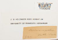 Atrichum angustatum image