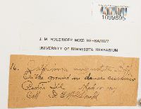 Atrichum angustatum image