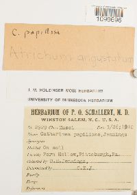 Atrichum angustatum image