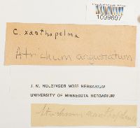 Atrichum angustatum image