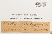 Atrichum angustatum image